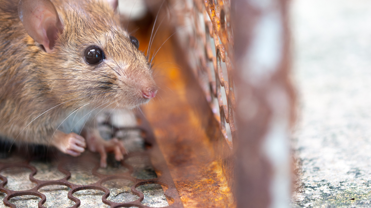 Rat and Mice Entry Points and Their Impact on Insulation