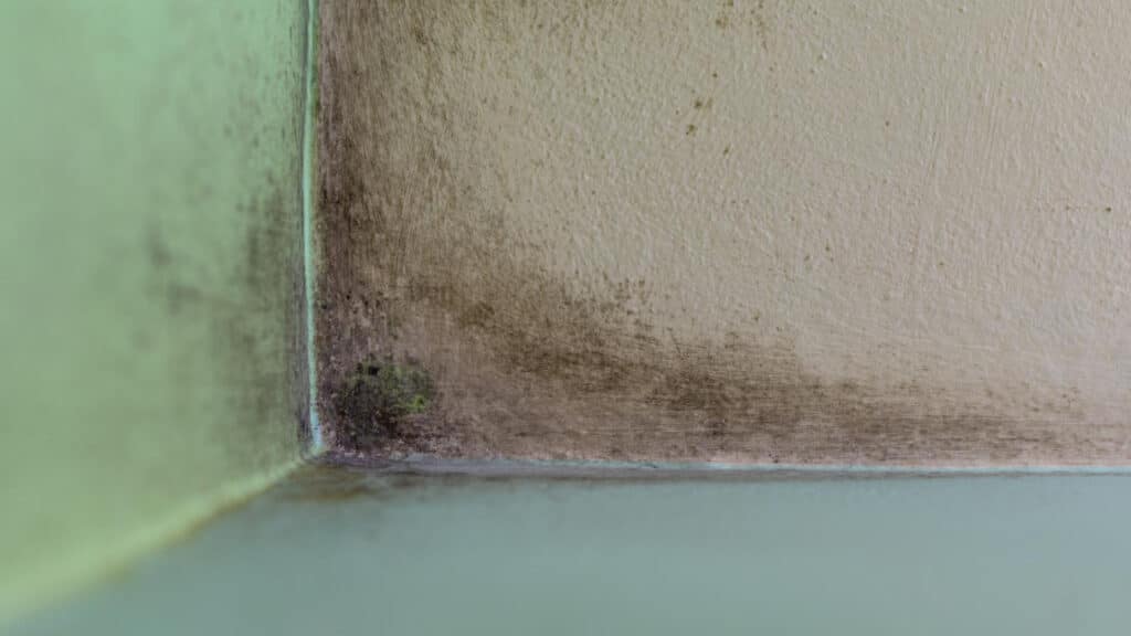 mold growth in the corners of the wall